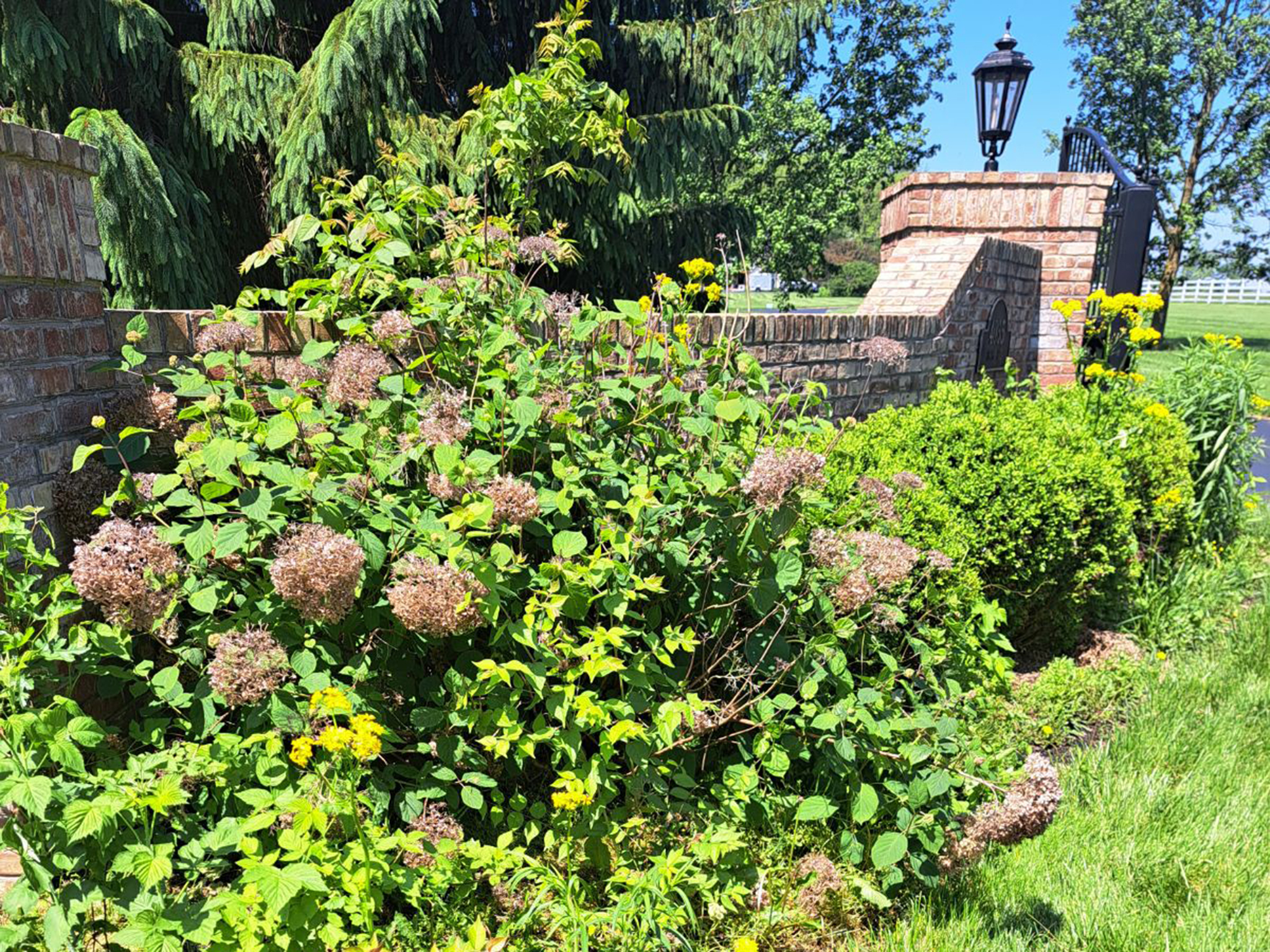Landscaping Project 1 — Before view